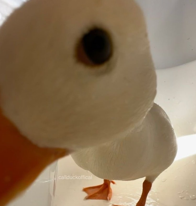 blanca pero sin nieve.🍎\^-^♡ tweet media