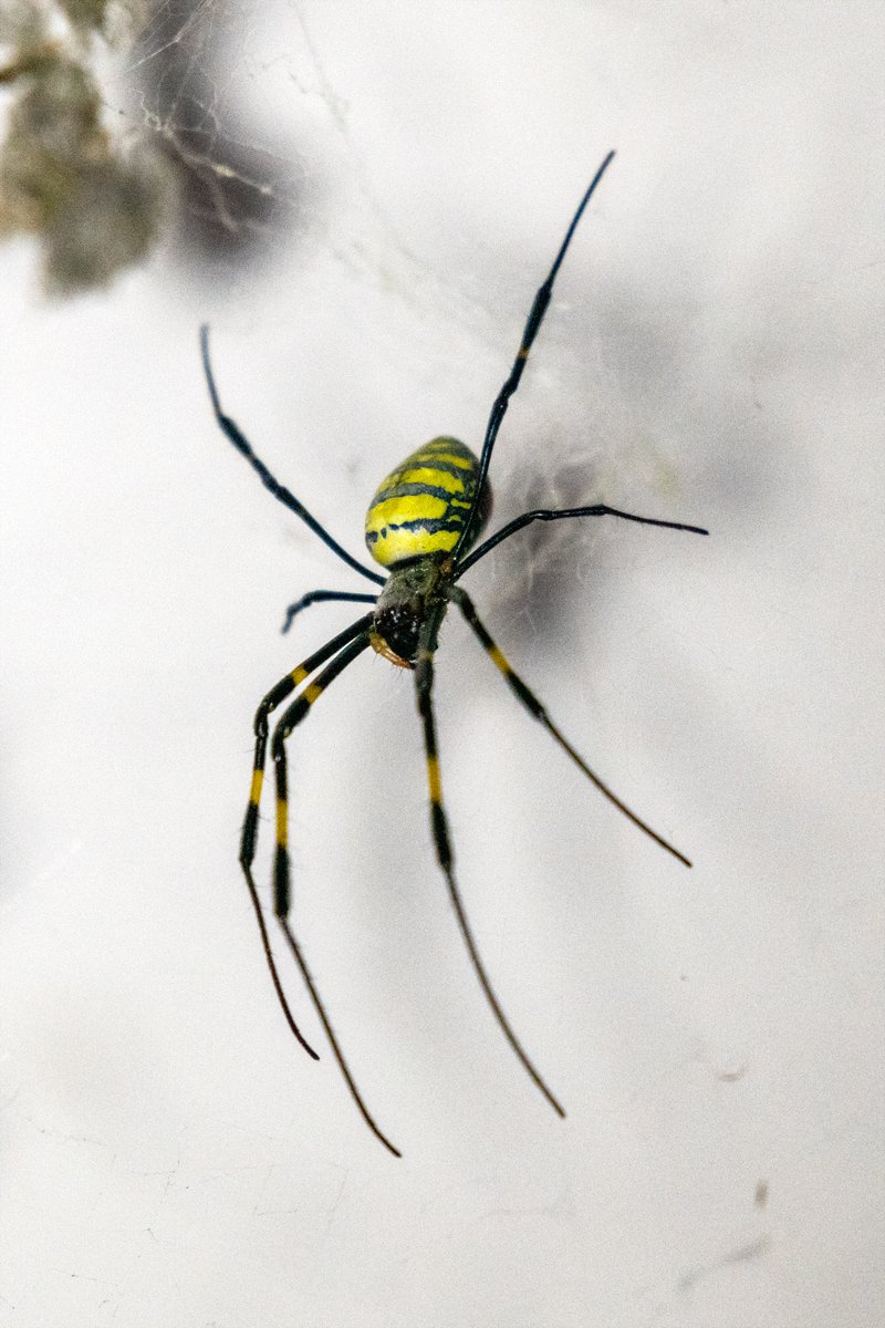 仕事場の照明のところでまだ生き残っている
ジョロウグモ

寒い風が当たらないのがいいのかもしれない
あと若干ながら照明の熱 