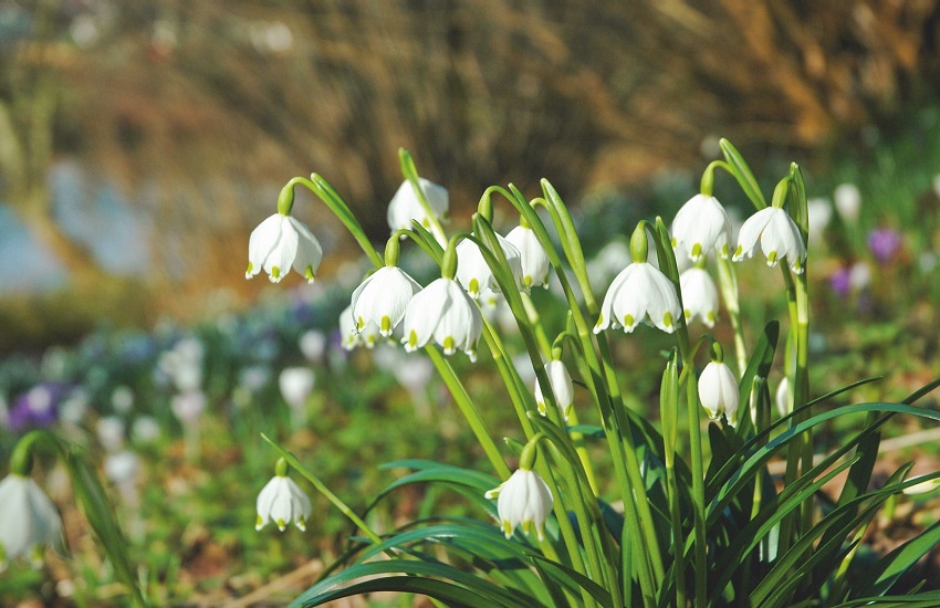 Ontdek de kracht van De Tuin in vier seizoenen - mailchi.mp/528d4bf056b9/d…
