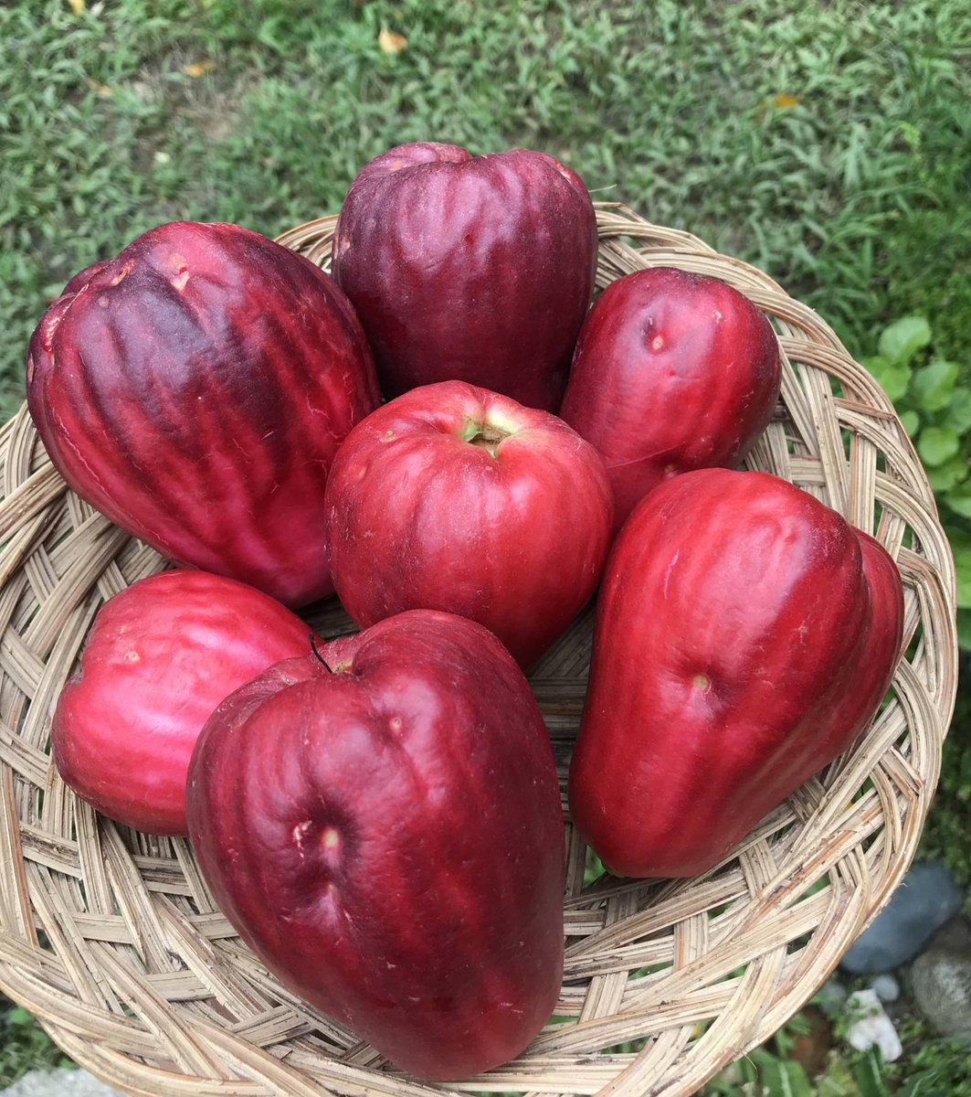 Dikasih panenan Jambu Jamaica merah-merah merona sekali warnanya. Gak punya pohonnya, Alhamdulillah sering dikasih hasil panennya. #jambujamaica