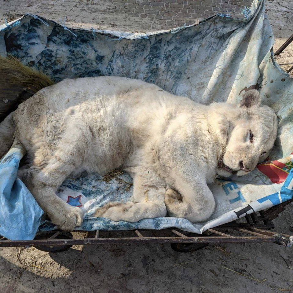 Every day, the war in Ukraine is killing our nature. 

Animals are dying. Rivers are polluted. Many species are at risk of extinction. 

Populists talk a lot about the climate agenda, while at the same time putting billions of dollars to escalate the war. 

Stop the war and