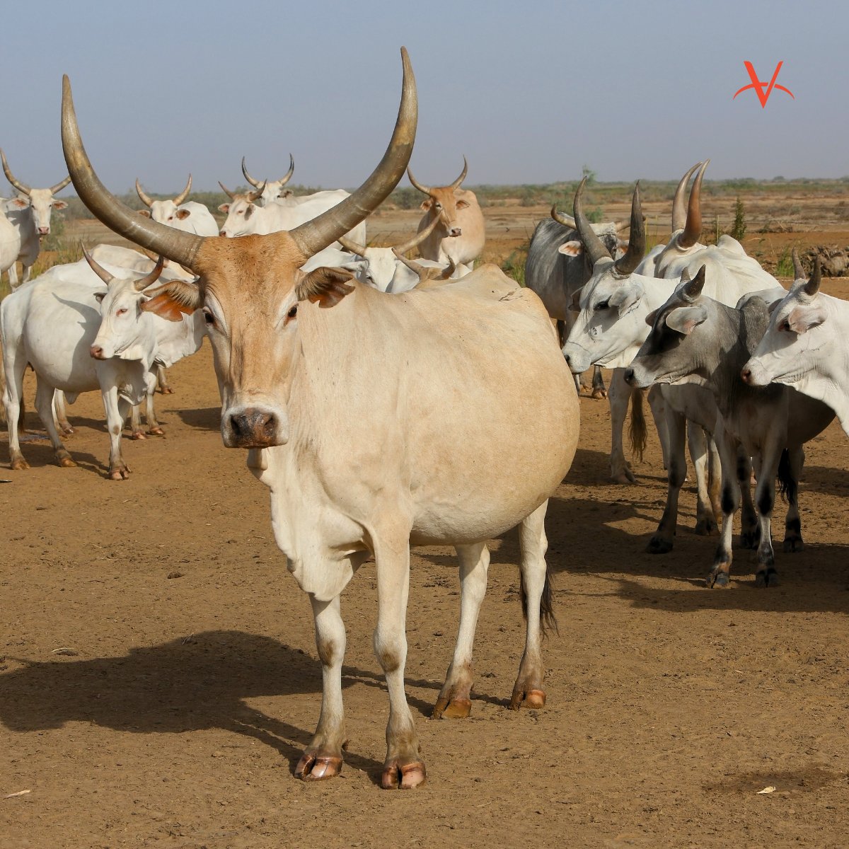 VWB_VSF's tweet photo. #OnTargetTuesday π― To date, 145 #OneHealthTeams have been established in Rwanda & Senegal through #COHERS, uniting community health workers, animal care providers & environmental specialists to tackle critical health challenges!
π https://t.co/y1MmrcqT4v
π @CanadaDev https://t.co/RYkD7gmB8Q