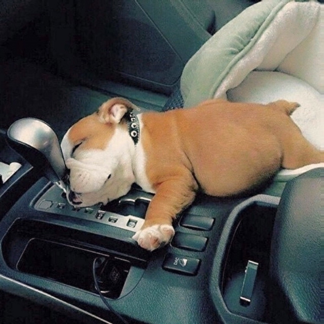 Love is a four legged word.

#petsluver #puppy #dogsoftwitter #pets