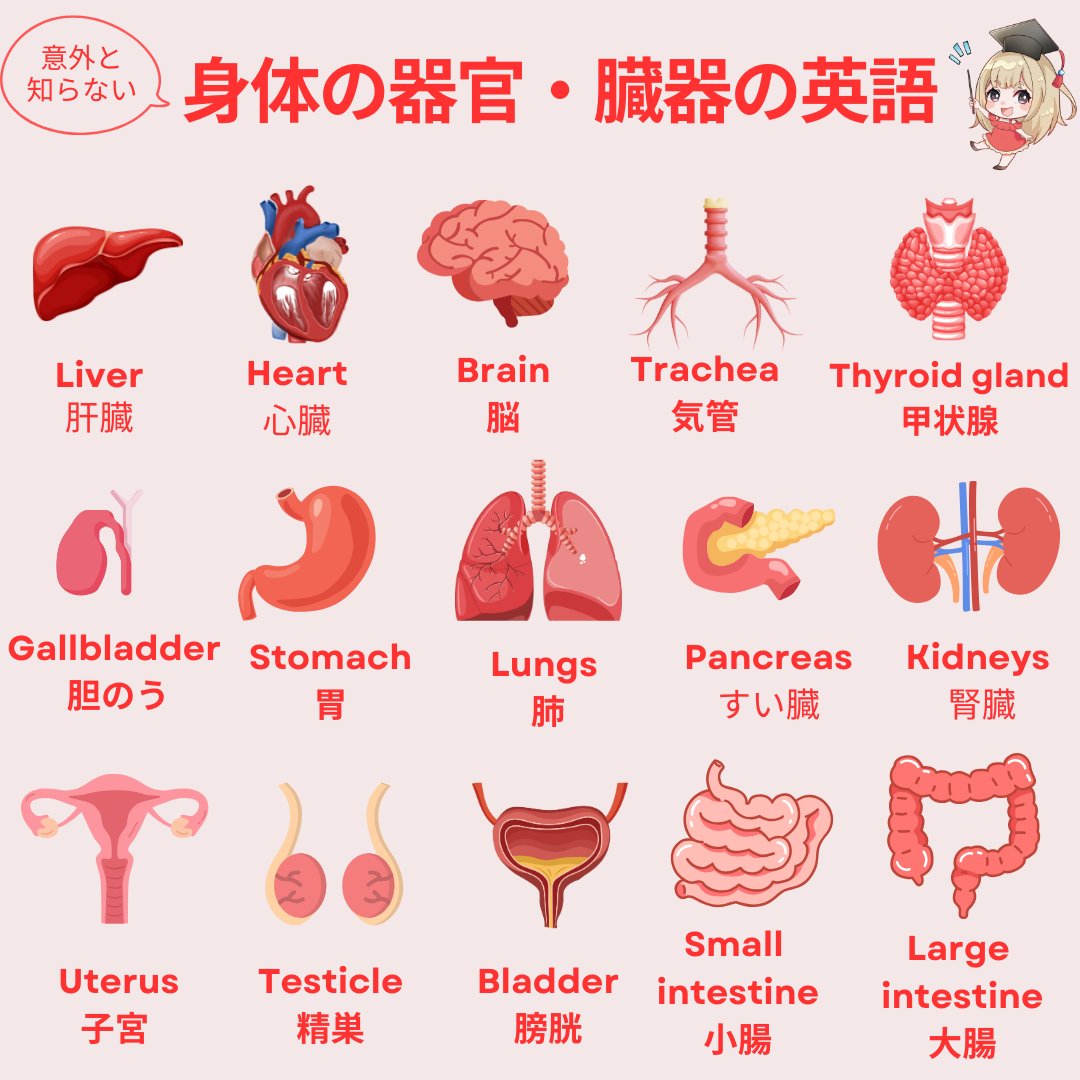 ayapan_0510's tweet photo. 東京外国語大学を卒業したけど、海外で病院に行ったときも困らない『身体の臓器・器官あらわす英語』をまとめました。難しい単語も多いけど、イラストで楽しく覚えちゃおう！英語学習を毎日の習慣にして”英語Brain”を鍛えたい人には、固定ポストがオススメです。 https://t.co/cJM007OTwk