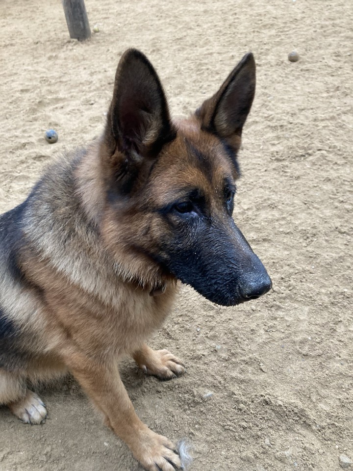 Poppy is 18mths old she was picked up as a stray, Poppy is a friendly and bright girl who can live with older kids and isn't bothered by other #dogs at the kennels 
#GermanShepherd #Cornwall 
gsrelite.co.uk/poppy-15/