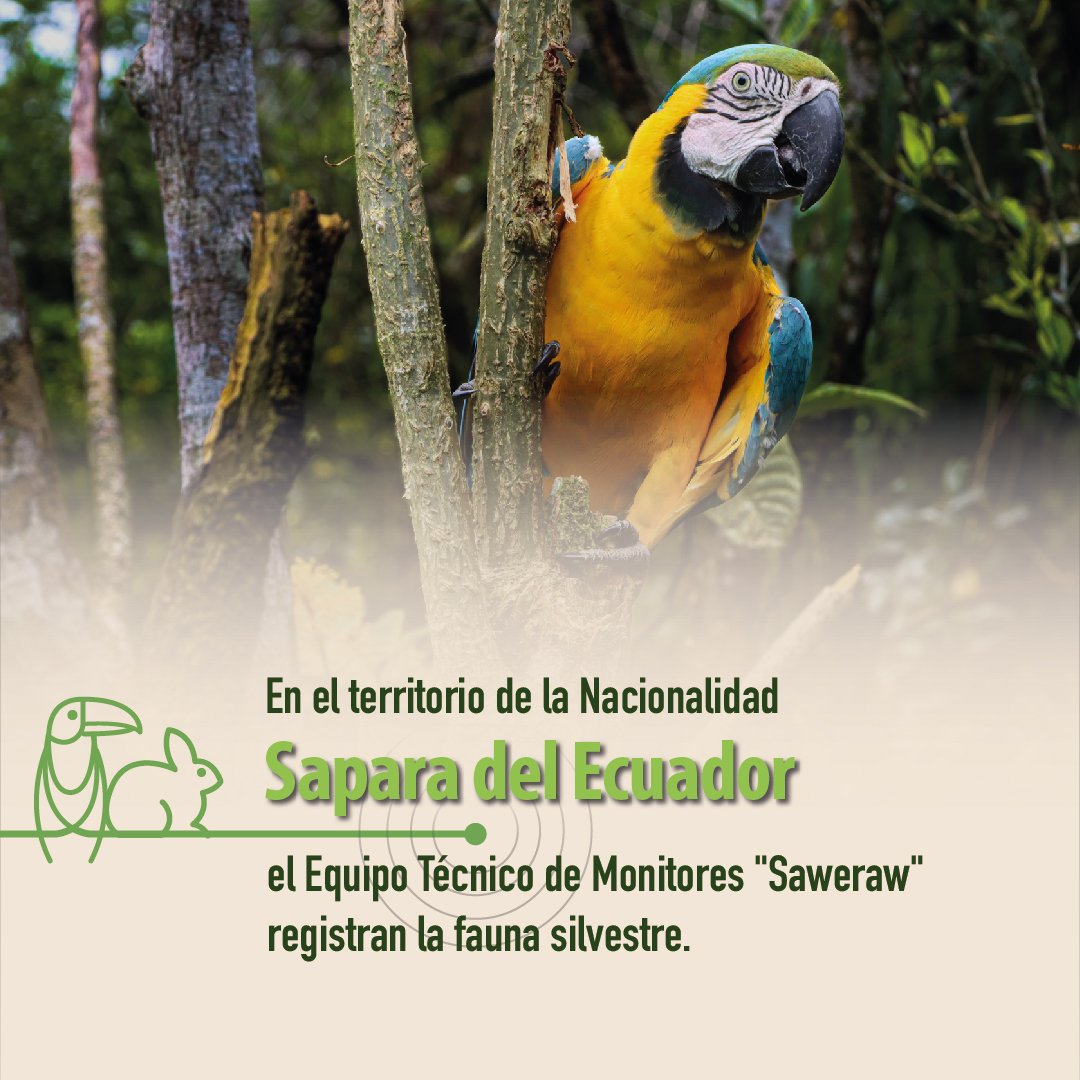 F_EcoCiencia's tweet photo. El equipo de monitores Saweraw, en el territorio de la Nacionalidad Sapara, utiliza cámaras trampa para registrar la fauna silvestre. 
Este proyecto es financiado por la @vlaams_brabant  que ejecuta EcoCiencia y @BOS_plus https://t.co/6xLFD8uXIT