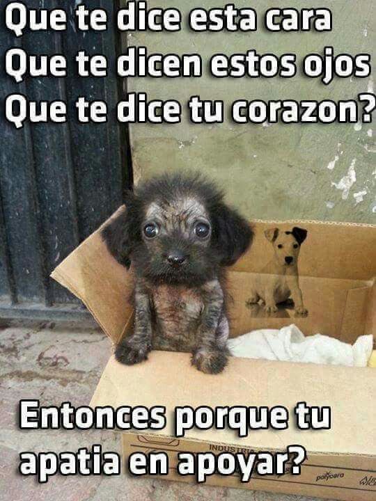 AlmasDeLaCalle's tweet photo. Unos ojos que claman, un corazón que siente. ¿Hasta cuándo dejaremos de ignorar su dolor? Rescata, ama, cambia una vida🐾🐾🙏🏻 https://t.co/RMDT7PLIaM