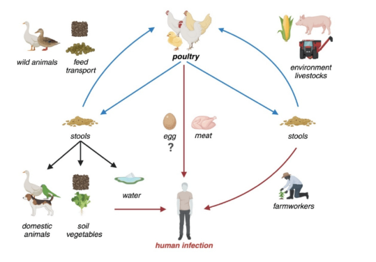 Micro_MDPI's tweet image. 🌍This paper provides an overview of campylobacteriosis, a significant global cause of infectious diarrhea and foodborne illness.
🔎Read more at: mdpi.com/2076-2607/12/1…
#Campylobacter #foodborne #illness #antibiotic_resistance