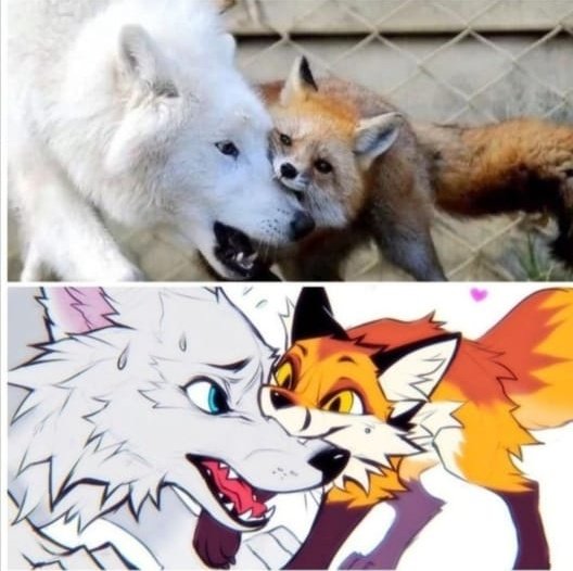 TheFoxLife's tweet photo. https://t.co/d6zudjvgBn