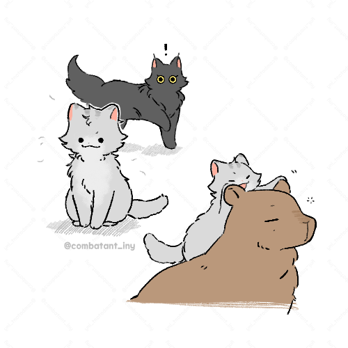 작고 곱슬곱슬한 쭝냥이 🐱