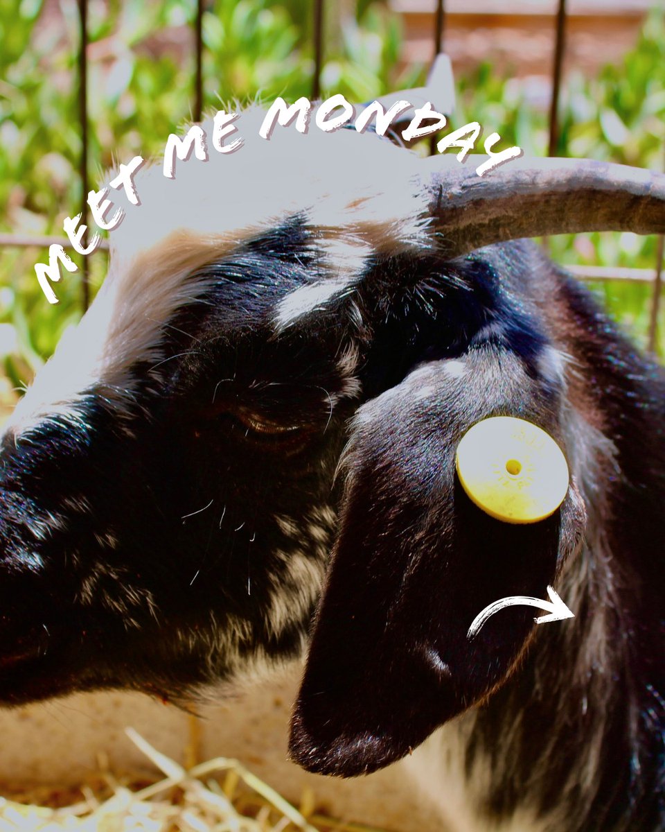 Meet Yin!
It’s time for #MeetMeMonday!
We’re so excited to welcome you back to our finca, where you can meet our amazing animals, dedicated volunteers, and passionate core team!