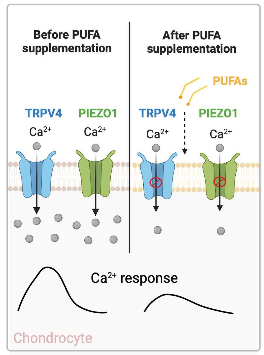 Farshid Guilak (@farsh_g) on Twitter photo Congrats to Gabi Marushack and <a href="/AliSavadipour/">Alireza Savadipour</a> & team for our latest <a href="/Guilak_Lab/">The Guilak Lab</a> paper showing that polyunsaturated fatty acids alter cell membrane properties & inhibit chondrocyte #mechanotransduction by #Piezo1 and #TRPV4. faseb.onlinelibrary.wiley.com/doi/10.1096/fj… Congrats to Gabi Marushack and <a href="/AliSavadipour/">Alireza Savadipour</a> & team for our latest <a href="/Guilak_Lab/">The Guilak Lab</a> paper showing that polyunsaturated fatty acids alter cell membrane properties & inhibit chondrocyte #mechanotransduction by #Piezo1 and #TRPV4. faseb.onlinelibrary.wiley.com/doi/10.1096/fj…