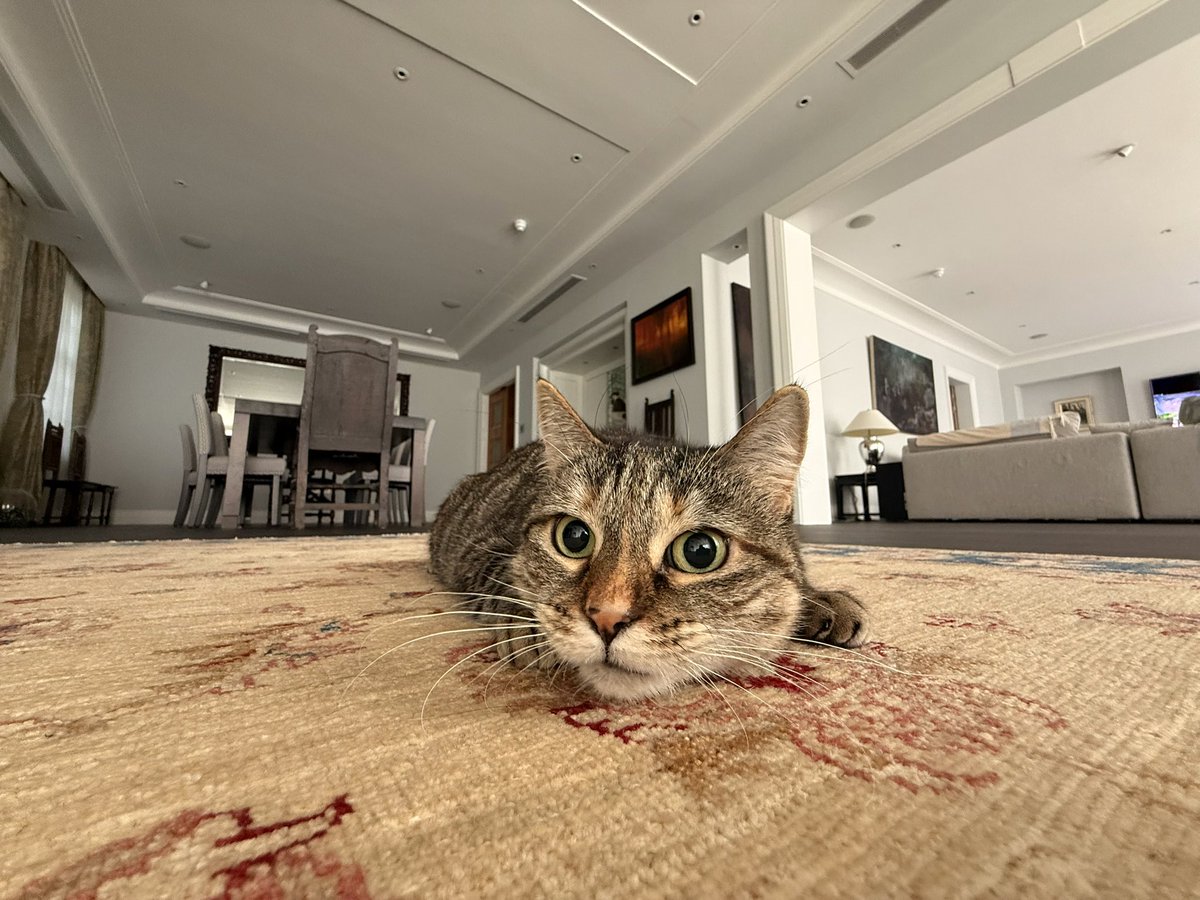 She thinks the new rug is hers.