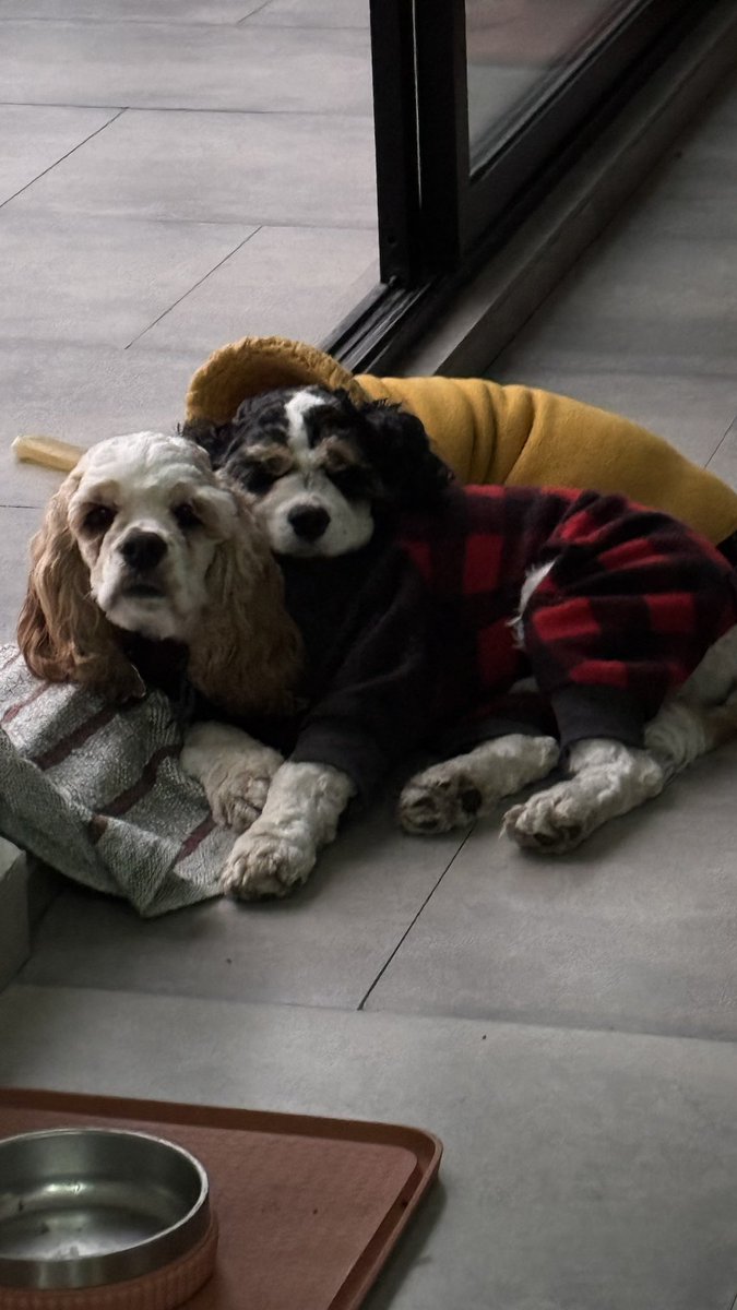 Saludos de parte de Jin y Haruto, como su humana tiene frío, deben usar sweater #KornoFrío
