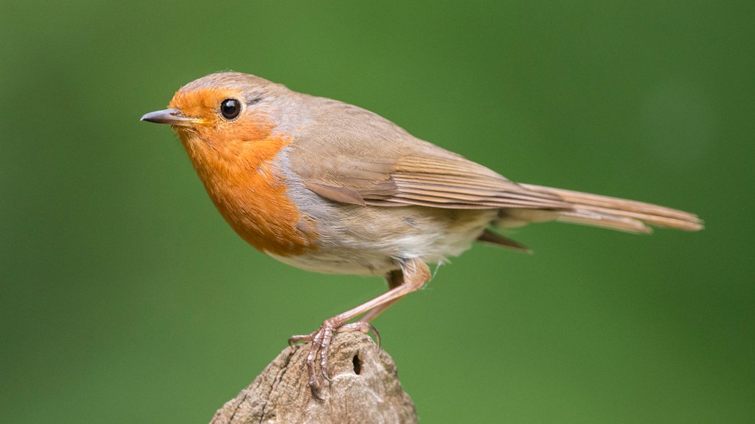 An 3 Tagen «Stunde der Wintervögel» zählten 4000 Personen 100’000 #Vögel. Die Podestplätze belegen Haussperling, Kohlmeise und Rabenkrähe. Das Rotkehlchen, #VogeldesJahres 2025, wurde in 3 von 5 Gärten gesichtet. birdlife.ch/de/content/stu… #StundederWintervögel #sdw © Michael Gerber