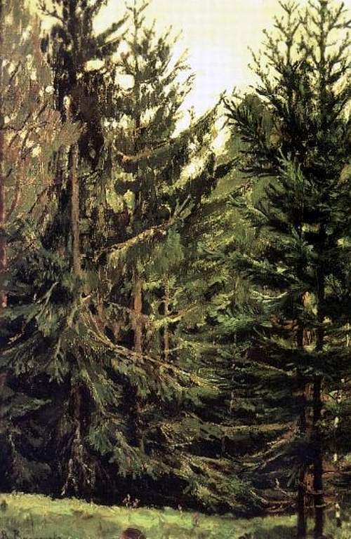 viktorvasnetsov's tweet image. Edge of the spruce forest