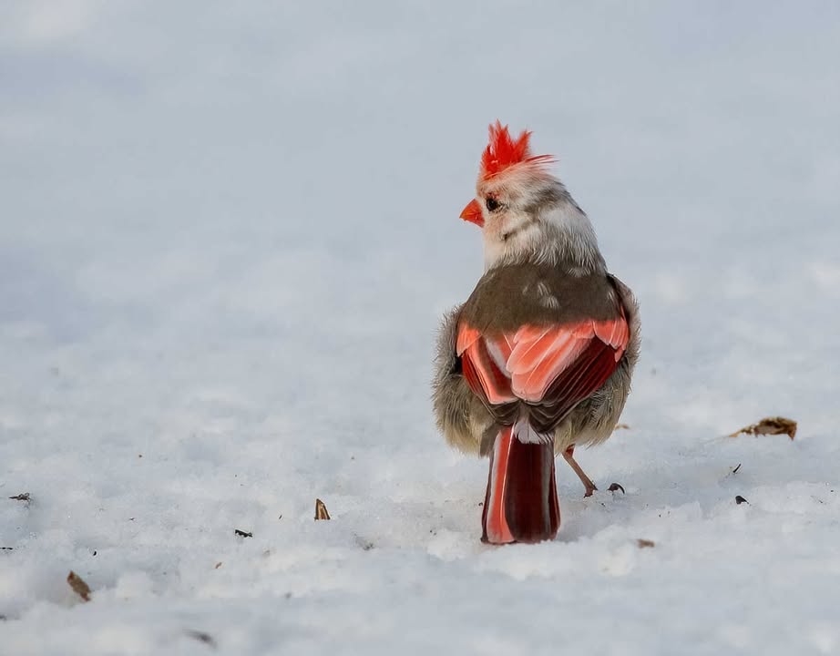 "I'm not like a regular mom, I'm a cool mom."

Check out this partly leucistic female cardinal! Leucism results in a partial loss of pigmentation, causing white, pale or patchy coloration. It can affect skin, feathers or fur but not eyes.

📷 courtesy of Clare Conoley Bozell