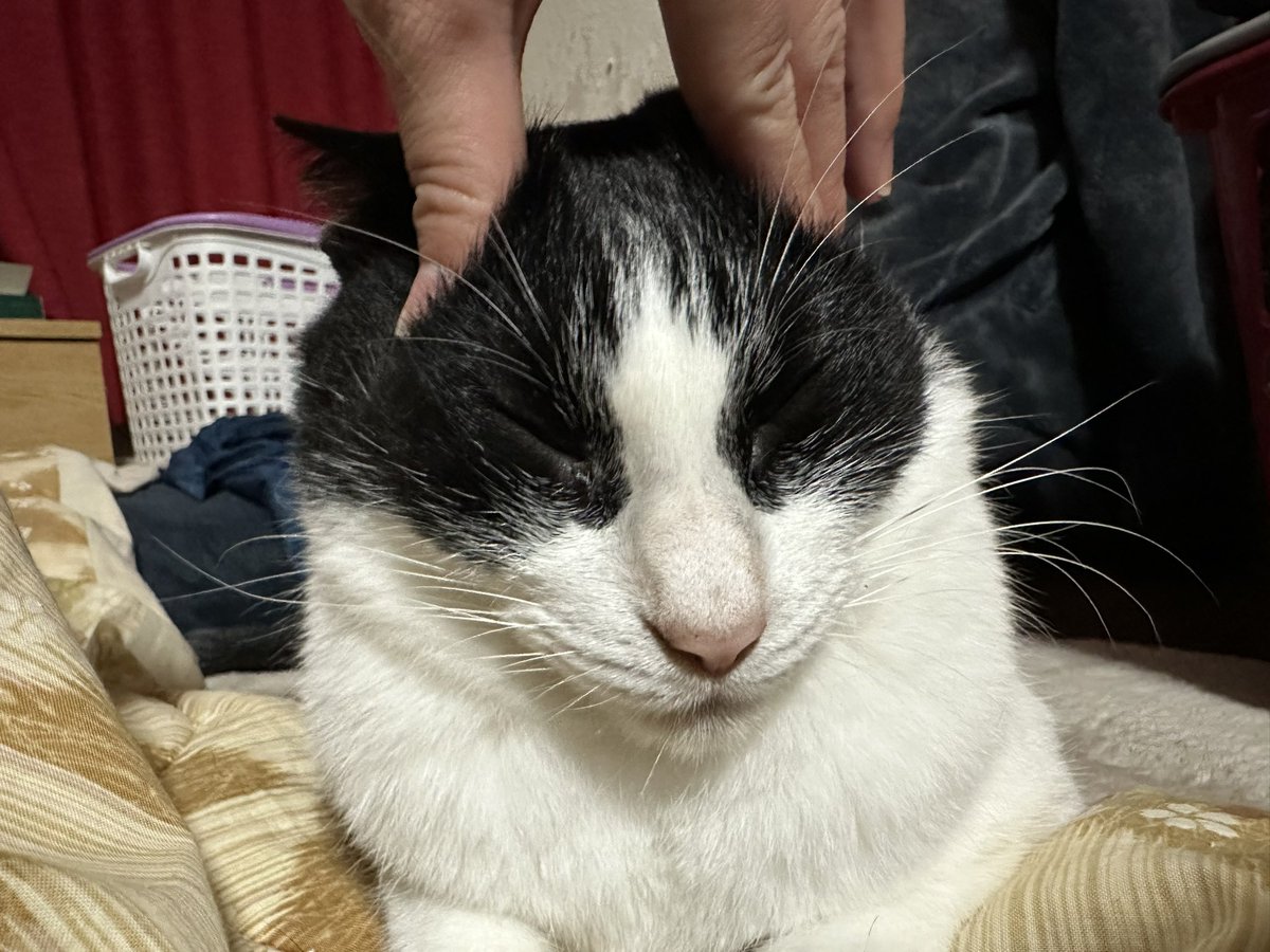 PostKana's tweet photo. @nksm_sea ねこみて https://t.co/uJgNYuY9Bl