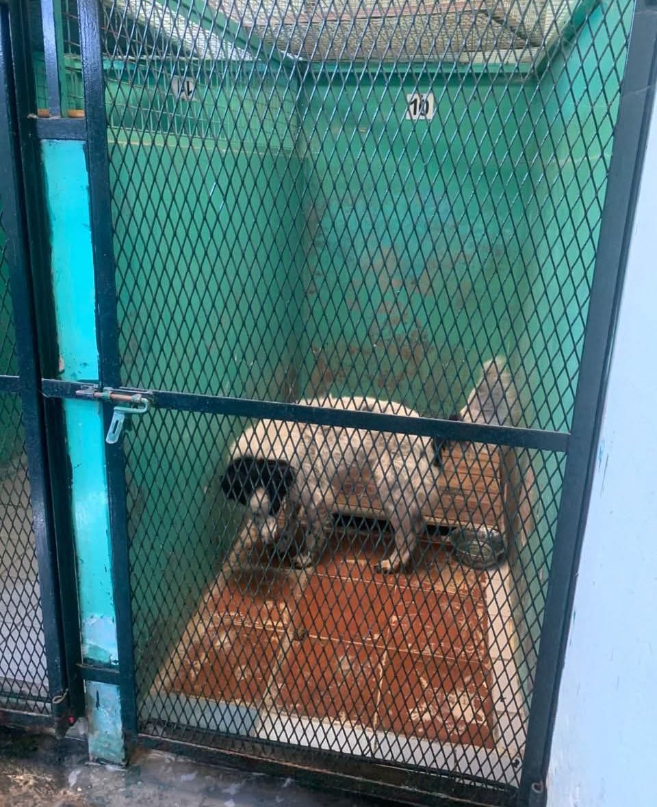Esto es Zoonosis San Isidro. Así los tienen a los perros. Este llegó porque atropellaron a su dueño y falleció. Era cartonero. Algún gordo Twitter que le cambie la vida. RT para salvarlo.