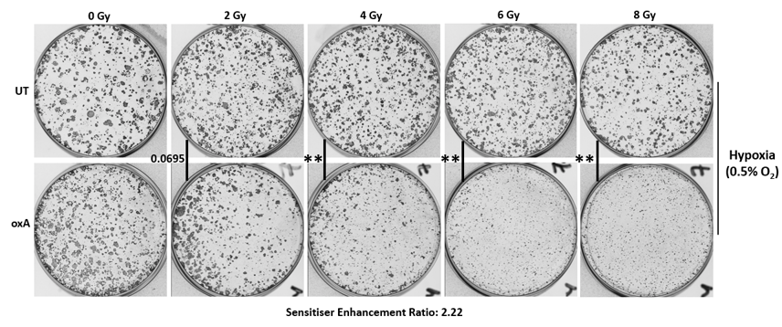 🔔 NEW BREAKTHROUGH – OVERCOMING HYPOXIA-INDUCED RADIOTHERAPY RESISTANCE!

Thrilled to share that my first first-author paper from my PhD has been published in 𝗖𝗮𝗻𝗰𝗲𝗿 𝗟𝗲𝘁𝘁𝗲𝗿𝘀! 😁🎉