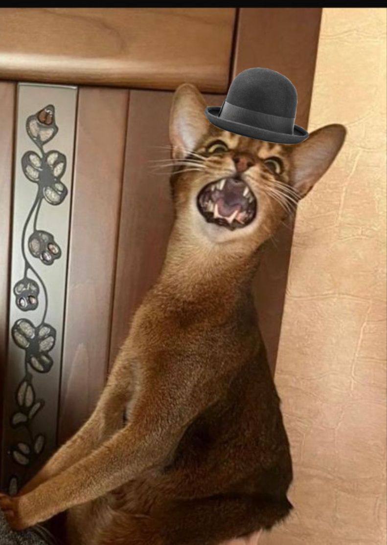Mavry_cat's tweet photo. I want a fomoooooooooo https://t.co/8mZSMUo6v2