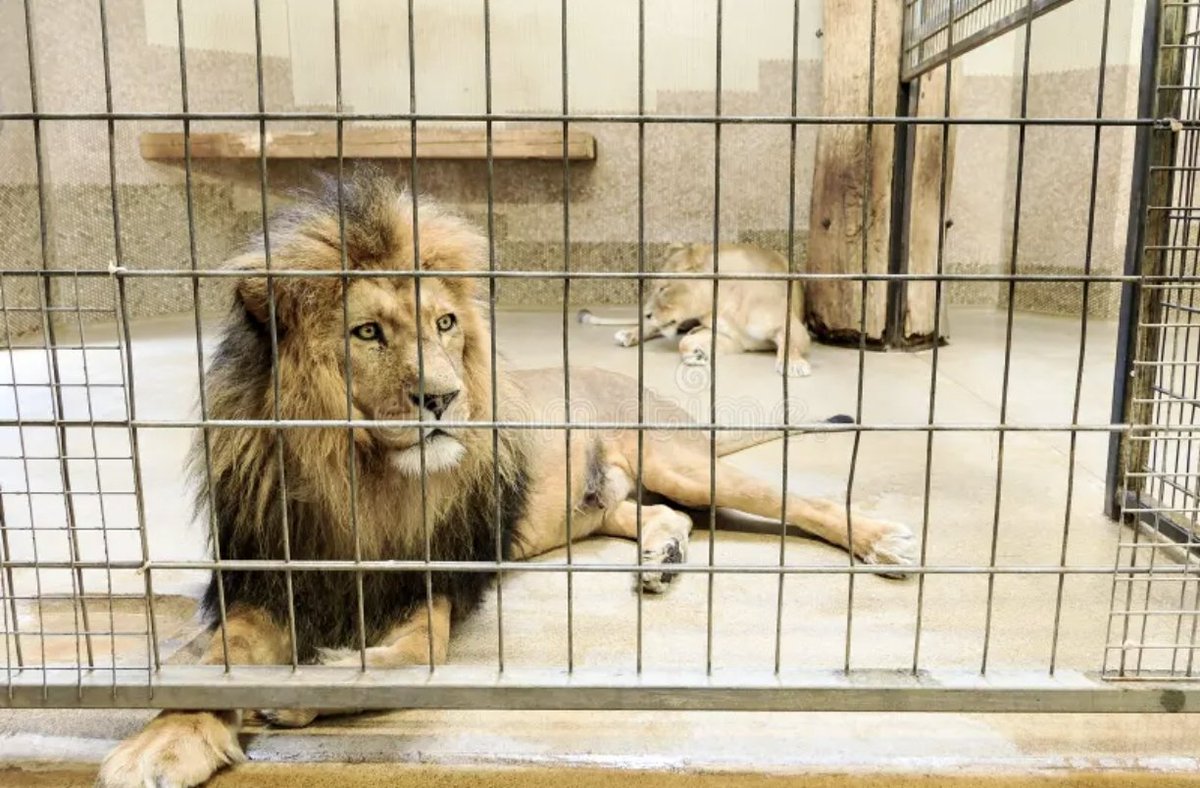 Did You Know?

Over 8,000 lions live in captivity worldwide, with many held in private facilities, roadside zoos, or breeding farms. In contrast, fewer than 20,000 lions remain in the wild. Captive lions often face poor living conditions, lack of proper care, and are sometimes