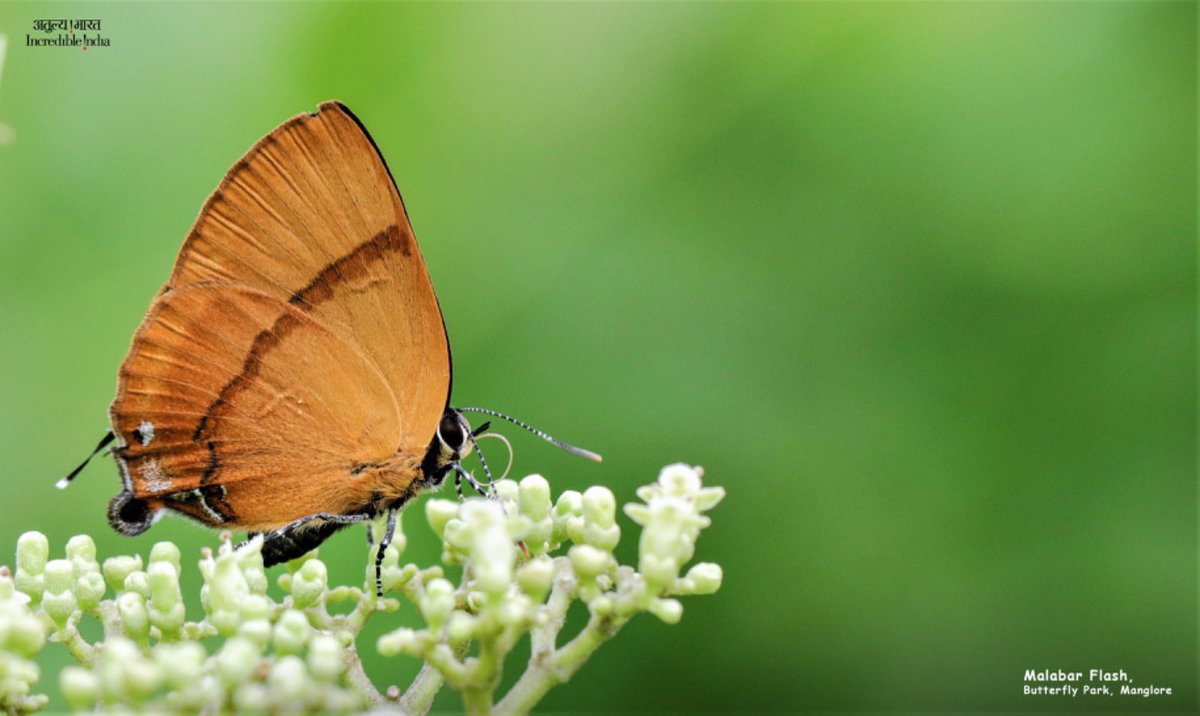 IndiainNewYork's tweet photo. #PostcardsfromIndia
Did you know there's a Butterfly Park in Mangalore, Karnataka? 🦋
Nestled amidst lush greenery, this serene park is home to over 100 species of colorful butterflies fluttering freely in their natural habitat. Located just 15 km from Mangalore International Airport and 12 km from Mangalore Central Railway Station, it's a must-visit destination for nature enthusiasts and families alike.
@MEAIndia
@IndianEmbassyUS
@IndianDiplomacy
@incredibleindia