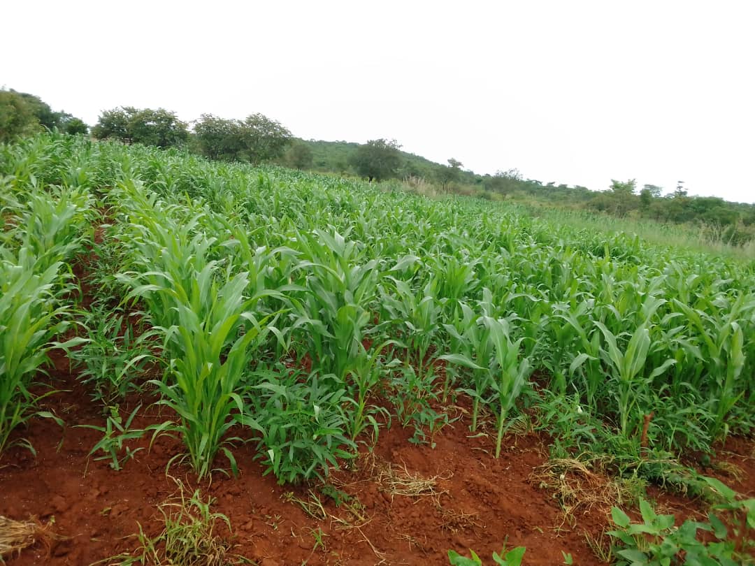 #ResilienceBuilding <a href="/RAIZ_project/">RAIZ</a>. Despite the dry spells at the beginning of the 2024-25 rain season, sorghum crop seems to be doing well especially in red soils than in sandy soils in Agroecological 3 &amp; 4 in Mash East Province of Zimbabwe. 
#FoodSecurityEverywhere,Everyday