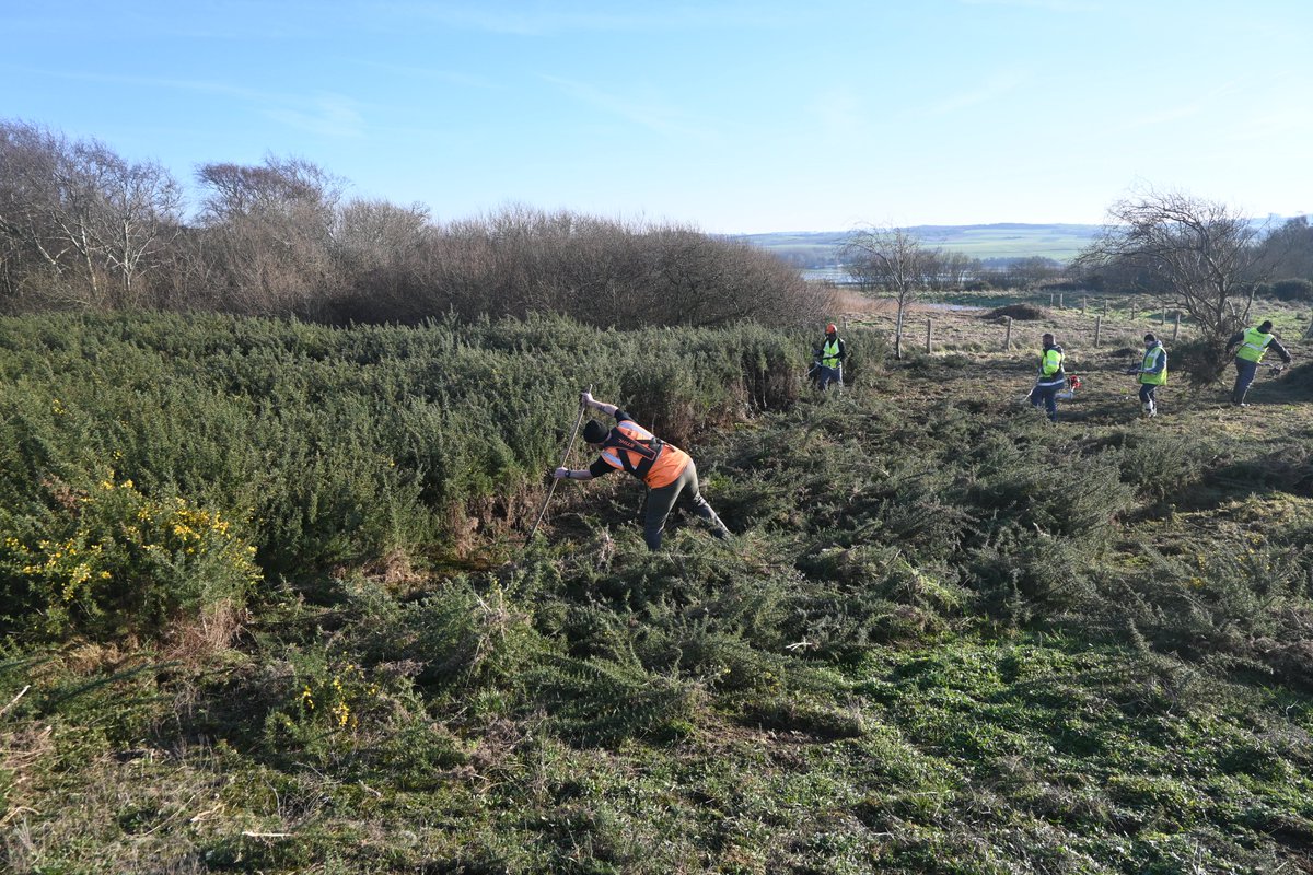 Opération débroussaillage de près de 12 000 m² d'ajoncs au Pré Marly, à Ambleteuse. Le but : rouvrir la dune et limiter la colonisation de cette plante envahissante, qui pourrait finir par fermer la zone. Eden 62 prend en charge leur exportation.
#insertion #nature #environnement