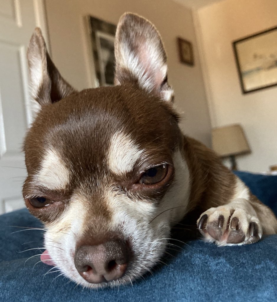 Billy Bear and Chums tweet media