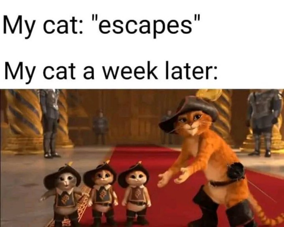 catwifhatsolana's tweet photo. Generations of cats wif hats. $CWIF https://t.co/cyMRSOatJh