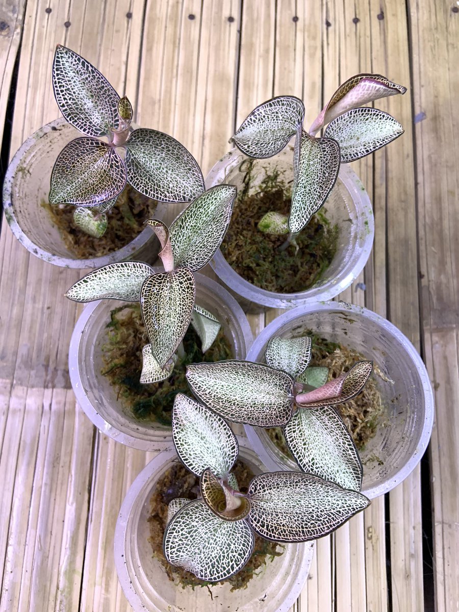 jungle_lab_idn's tweet photo. Anoectochilus roxburghii hybrid
#orchid #anoectochilus https://t.co/zE5ieVeSoL