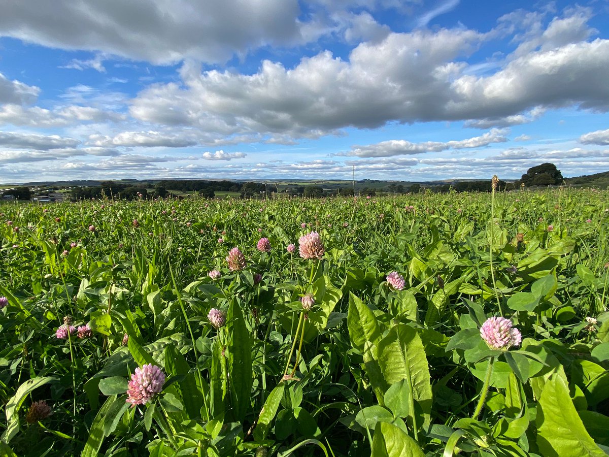 🌿🚜 In the Peak District, farming and the environment work hand in hand. Our Catchment Sensitive Farming team is supporting farmers to grow herbal leys - innovative plant mixtures that benefit both food production and nature.

Read more: 

defraenvironment.blog.gov.uk/2025/01/14/nat… (1/3)