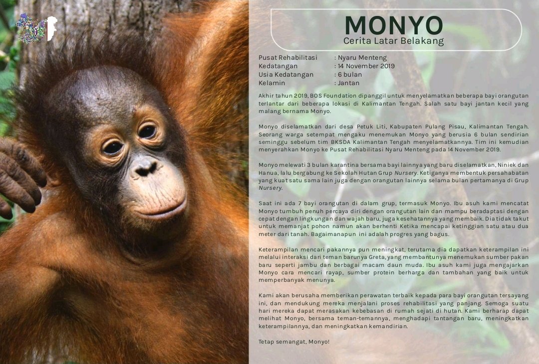 juyolovers's tweet photo. to celebrate Juyeon's birthday, 
i decided to adopt orangutan under his name as brithday present

hello, everyone.. let me introduce, 'SI PINTAR MONYO' 🥰

#낭만가득할_주연이의_스물여덟
#28PagesOfJuyeon https://t.co/NdfmnpgmWs