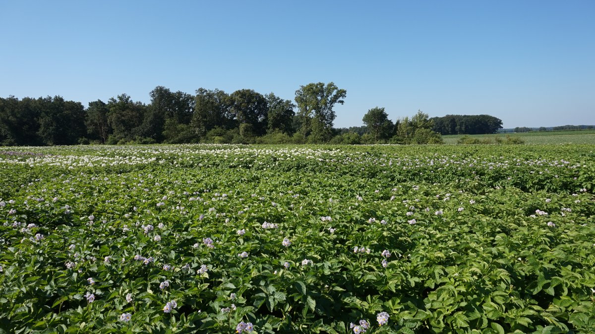 📊 Kartoffelanbaufläche 2024 bei 282.200 ha

Laut <a href="/destatis/">Statistisches Bundesamt</a> 7.100 ha weniger als die August-Prognose, aber +17.500 ha im Vergleich zu 2023 (264.700 ha).

🔗 Mehr Infos: destatis.de/DE/Themen/Bran…

#Kartoffelanbau #Landwirtschaft #Statistik