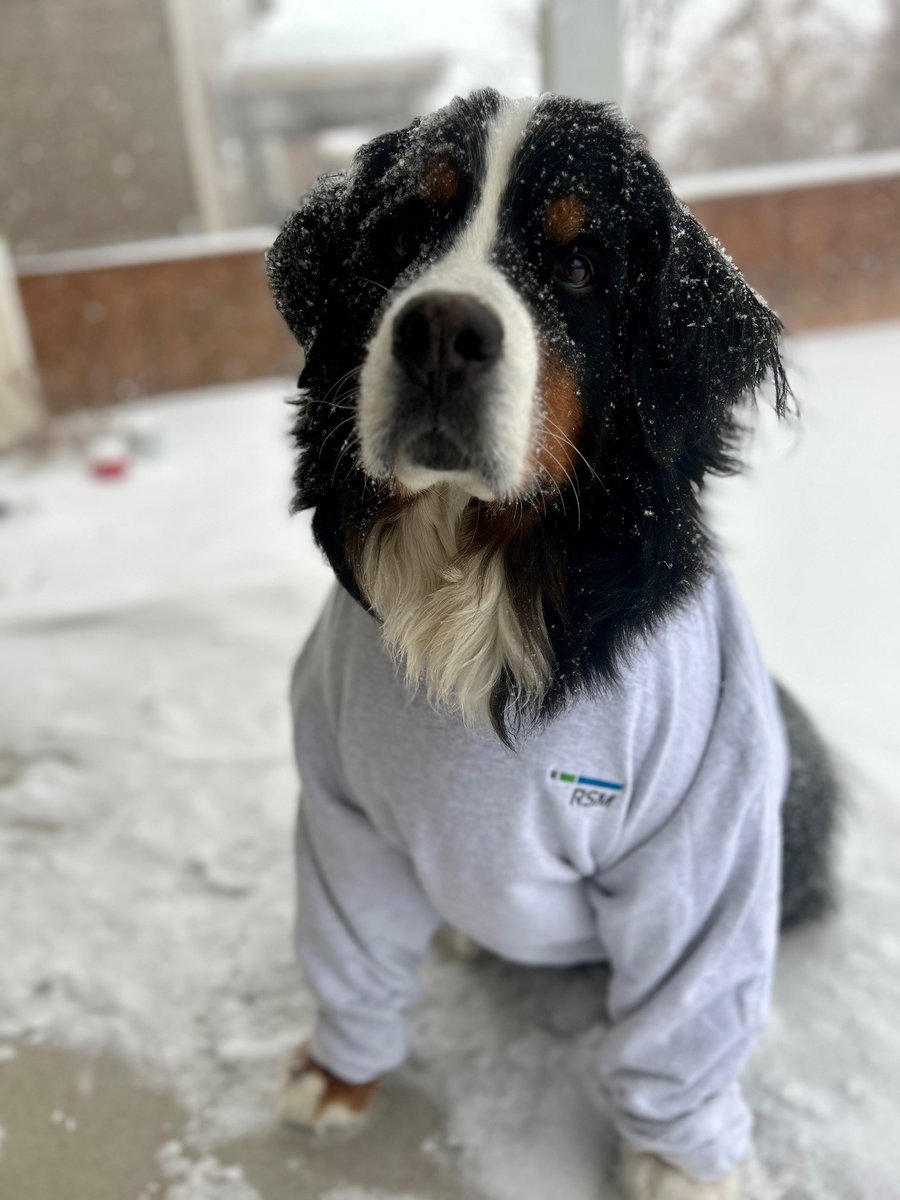 For #NationalDressUpYourPetDay, check out our furry friends in their best RSM gear! 🐾 rsm.ca/3KrhuQf