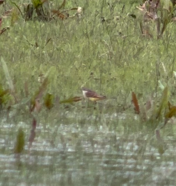 PMBirding's tweet photo. The Port Meadow 2024 annual review is finally up! Guess the bird of the year!
https://t.co/4R9zDbIyW0

#betterlatethannever #patchbirding https://t.co/QSP4aBbPqj