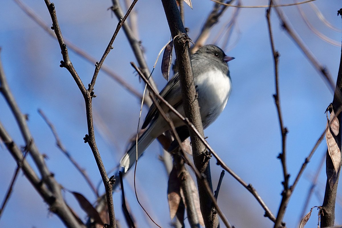 PC (@paminnyc) on Twitter photo Positive photo day 1765: A Dark-eyed Junco decided to stop flitting around for a moment so I could try to get a photo. Seen in Van Cortlandt Park. #birdphotography #Bronx #NYC <a href="/vcpalliance/">Van Cortlandt Park Alliance</a> <a href="/BirdBronx/">Bronx Bird Alert</a> Positive photo day 1765: A Dark-eyed Junco decided to stop flitting around for a moment so I could try to get a photo. Seen in Van Cortlandt Park. #birdphotography #Bronx #NYC <a href="/vcpalliance/">Van Cortlandt Park Alliance</a> <a href="/BirdBronx/">Bronx Bird Alert</a>
