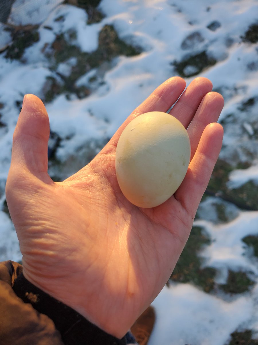 Kategirl938's tweet image. You would not believe how many people believe that chickens are like the Virgin Mary and just create baby chick's miraculously. Sorry, it takes a hen and a rooster.  It's a goal to own a rooster and breed my own chickens.
Our first egg.
 #chickens
#chickensofx