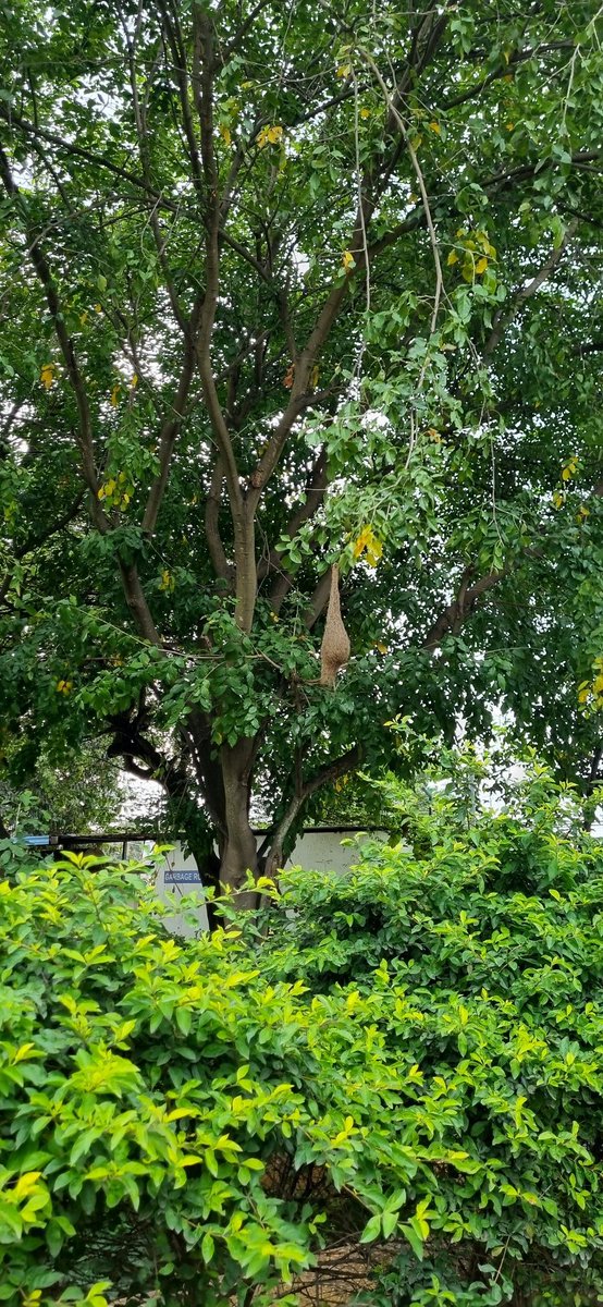 DebasmitaChat16's tweet photo. All Nature seems to be speak the works of God 🌿

#naturephotography #nature #nest #bangalore https://t.co/J6mrvinfNz