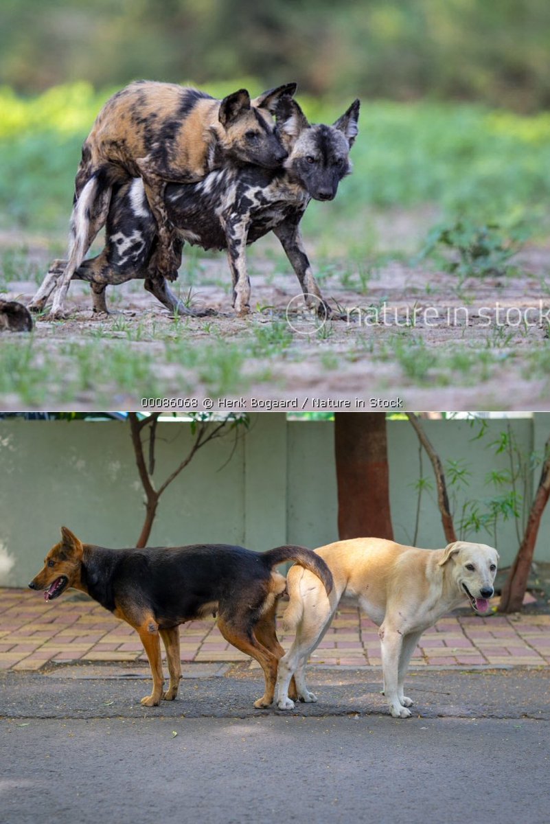 New Article: Why do the Cat and Dog communities mate by turning their backs to each other?