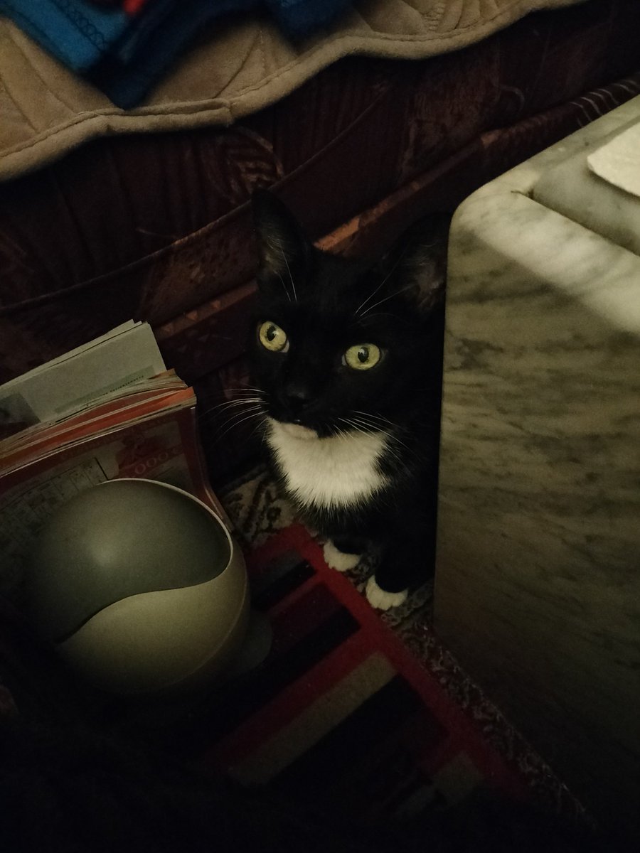 Du schaust Fernsehen und ich schaue Dich! 😊🤗🐾🐈‍⬛