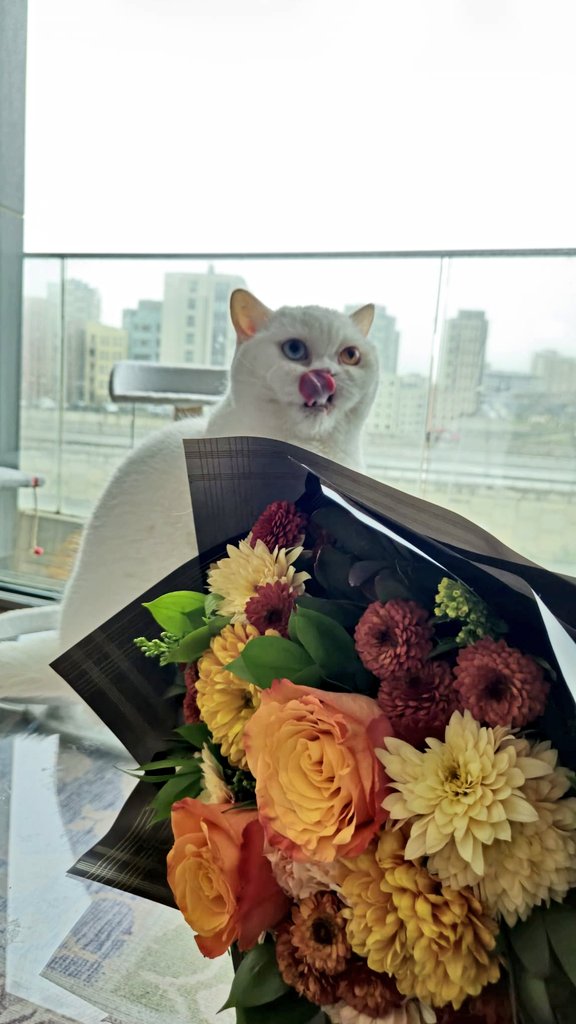 🖤hello my dear friends🖤
🙏#PeaceForTheWorld 🙏  
#Cat #CatsLover