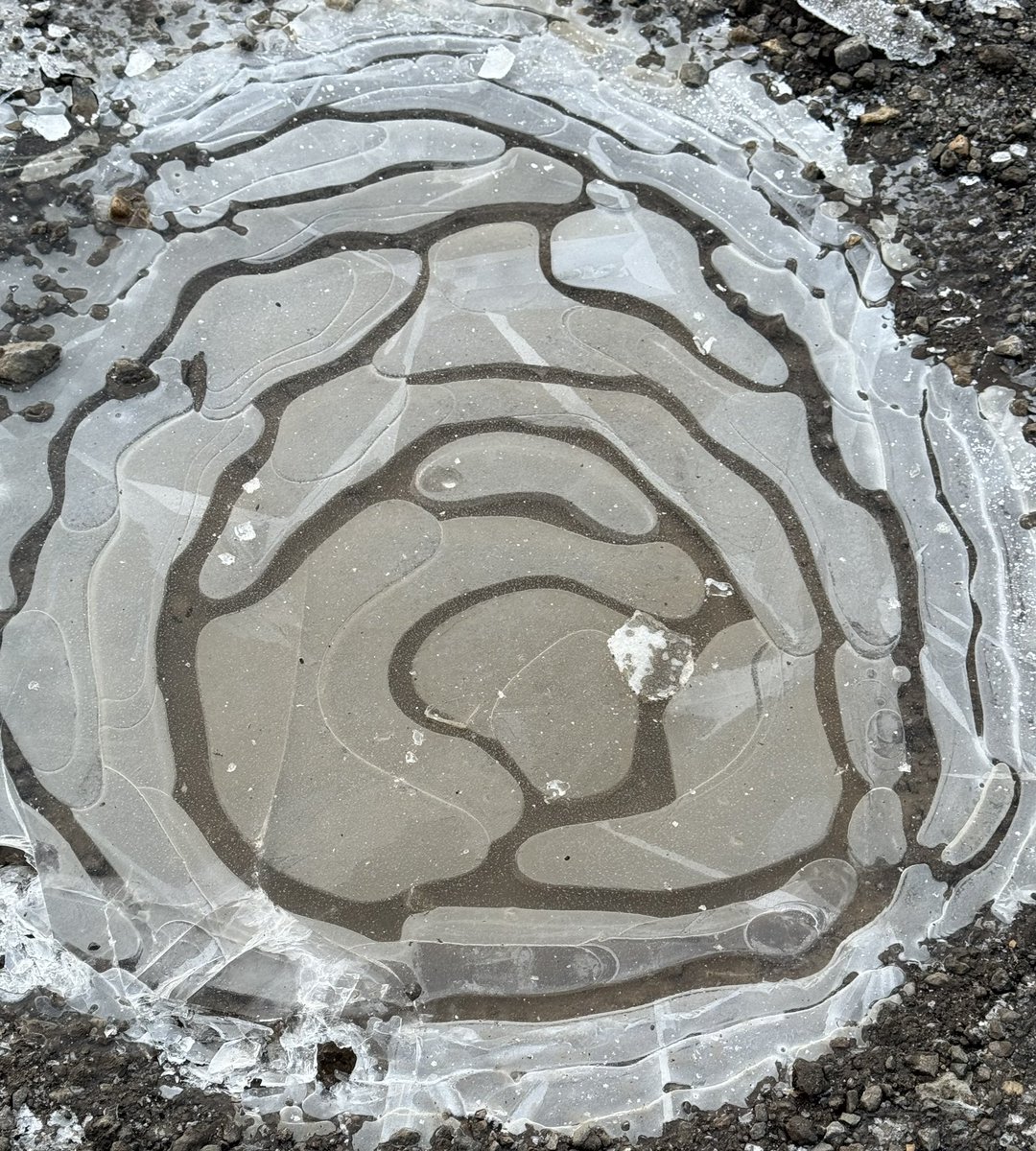 Oxford Mathematics (@oxunimaths) on Twitter photo A frozen puddle in <a href="/WythamWoods/">Wytham Woods</a>, <a href="/UniofOxford/">University of Oxford</a> home for ecological research and favourite destination for mathematicians. But how did the pattern form? Any ideas? We have some but we ain't sure.
Ironically the Woods date back to the last Ice Age as well as last week's Ice Age. A frozen puddle in <a href="/WythamWoods/">Wytham Woods</a>, <a href="/UniofOxford/">University of Oxford</a> home for ecological research and favourite destination for mathematicians. But how did the pattern form? Any ideas? We have some but we ain't sure.
Ironically the Woods date back to the last Ice Age as well as last week's Ice Age.
