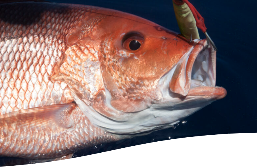 The latest head-scratching failure at NOAA: More red snapper than ever in the South Atlantic, yet NOAA announces today they seek a ban on fishing red snapper and 54 other species off Florida’s coast….get this, to save red snapper! We expect more from America’s science agency.