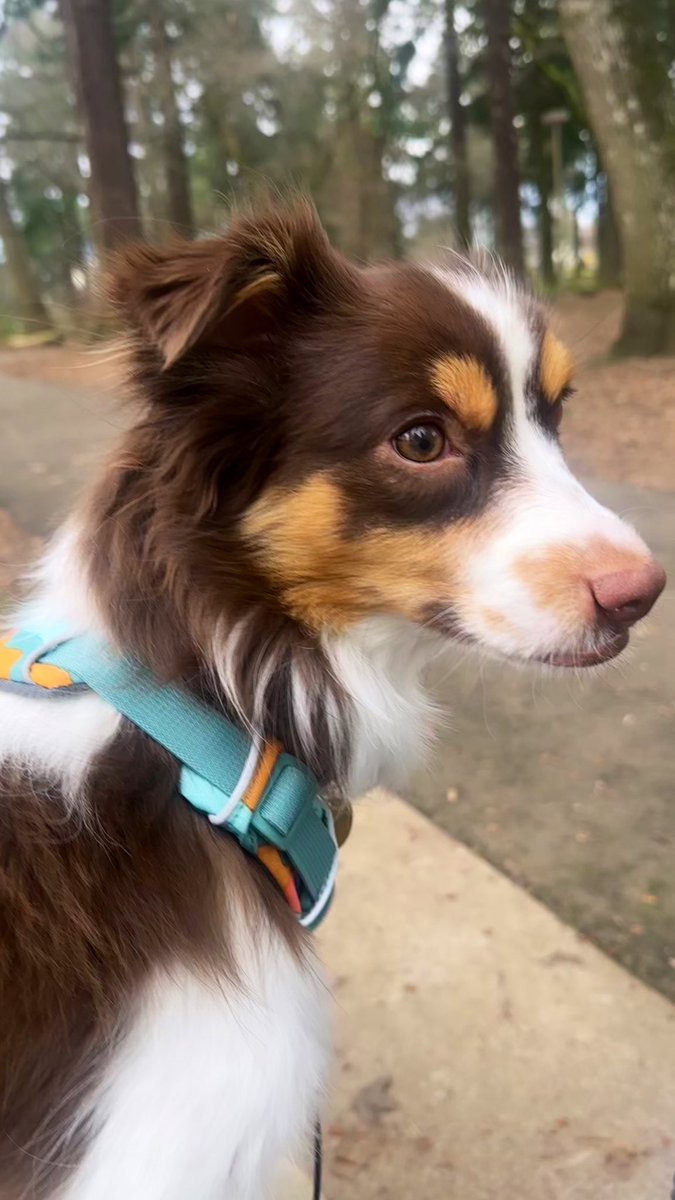 Sophie Rae Lichterman tweet media