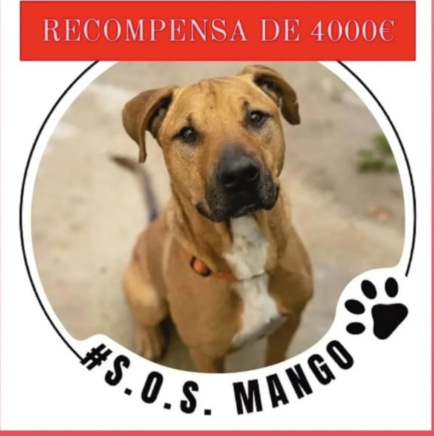 No vamos a hacer preguntas.
No vamos a tomar datos.
No vamos a tomar medidas en contra.

Devolved a Mango😞🙏🏻 
Voy a buscarlo donde sea.

4000€ de recompensa a la entrega