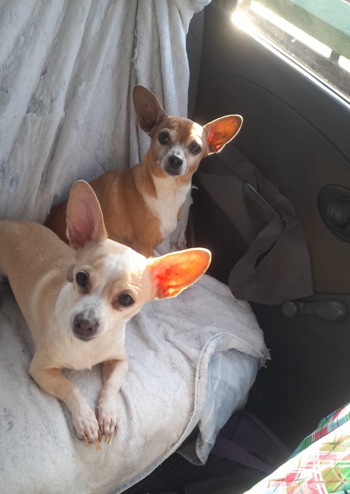 Tenemos 10 y 14 años,tenemos que adoptarnos juntos porque somos inseparables,ya no queremos pasar por más tristezas 😔🙏🏼

Adopción para CDMX 
Ayúdanos a encontrar un hogar antes de morir por favor