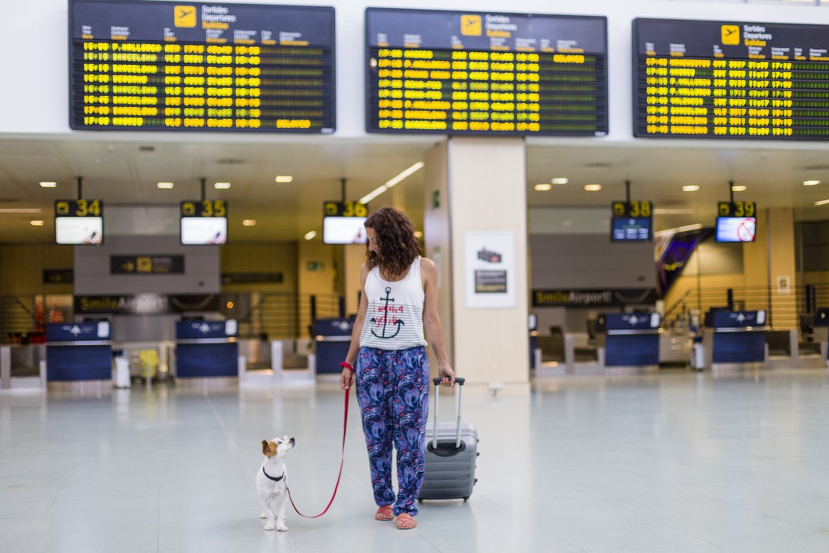 RealeOzacesuras's tweet photo. #✈️ #Viajar con tu #mascota en #avión es posible en la mayoría de #aerolíneas, aunque cada una puede establecer una serie de requisitos.

En este artículo te explicamos qué necesitas para viajar en avión con tu perro o gato⬇️ https://t.co/xDVfduefNH https://t.co/n1UsdkBGt4
