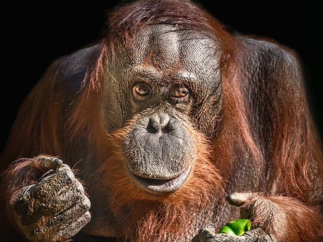 UPDATE: As of today, January 14, 2025, the Los Angeles Zoo remains temporarily closed along with the entirety of Griffith Park where the Zoo is located. Zoo staff have been working diligently to ensure the care and well-being of the animals throughout the emergency situation.